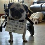 15 Guilty Doggos That Had Us With Their Cuteness